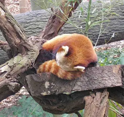 il piccolo animale dorme accovacciato su un ramo di un albero