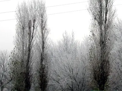 alberi bianchi per la nebbia ghiacciata