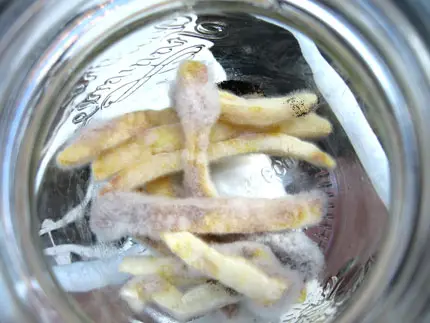 Patatine ammuffite in un barattolo di vetro