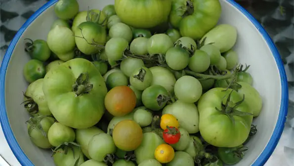 Una ciotola piena di pomodori verdi appena raccolti