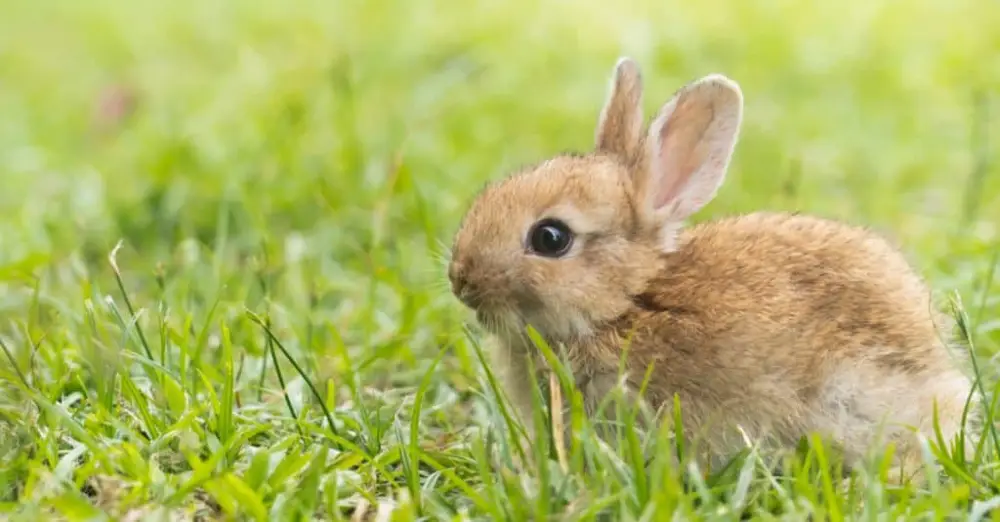 Un tenero coniglietto sullo sfondo di un prato d'erba