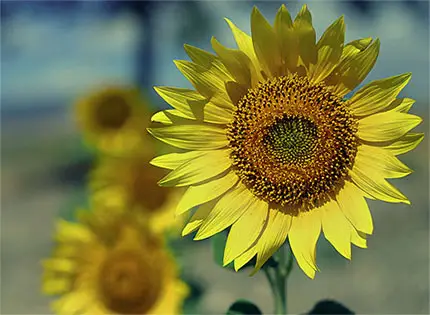 un girasole in primo piano illuminato dal sole un girasole in primo piano illuminato dal sole