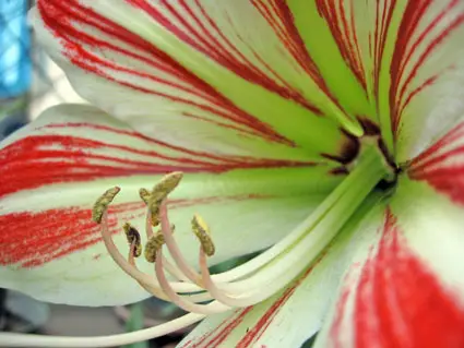 un fiore grosso come il pugno di una mano