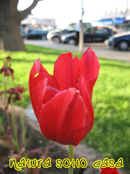 un fiore in primo piano: natura in paese