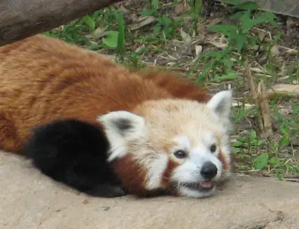 Un panda rosso si riposa in una calda giornata d'estate