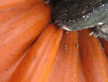 I colori tipici dell'autunno