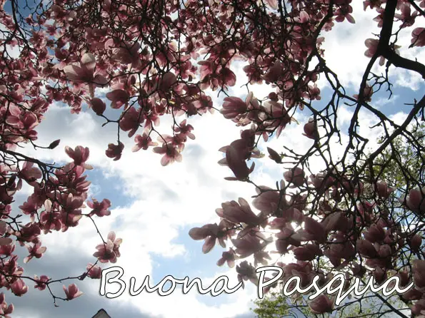 buona pasqua Un dettaglio dell'albero in fiore visto dal basso