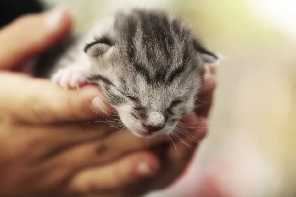 Un gattino addormentato tra le mani di una donna