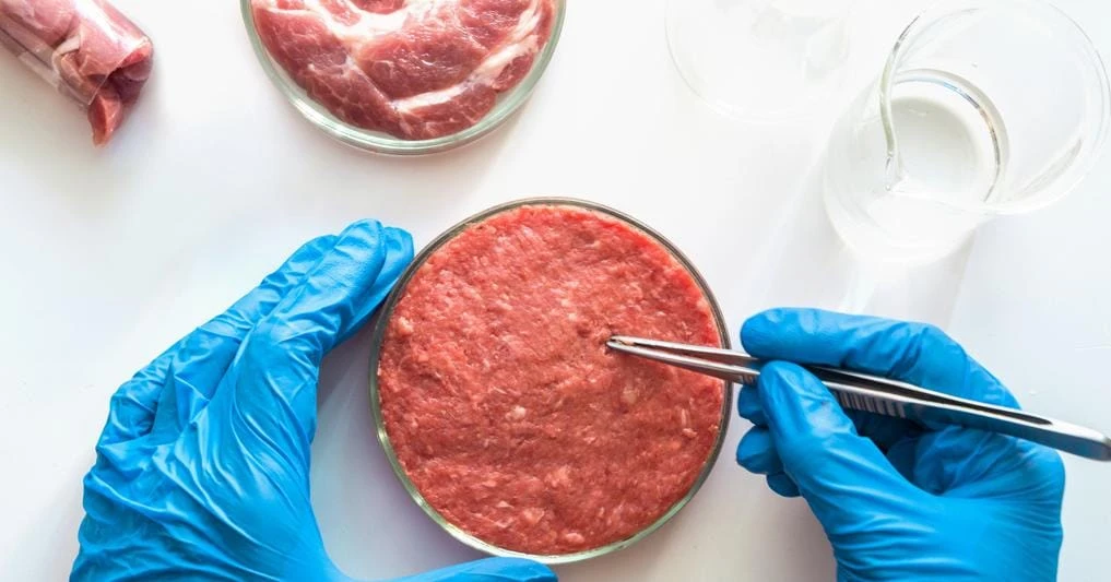 Un vetrino da laboratorio riempito di carne macinata, con due mani a tenerlo