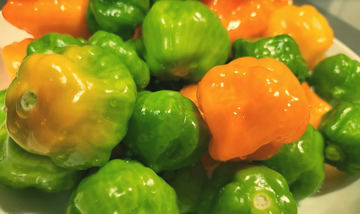 Alcuni peperoncini Jalapeno in una ciotola