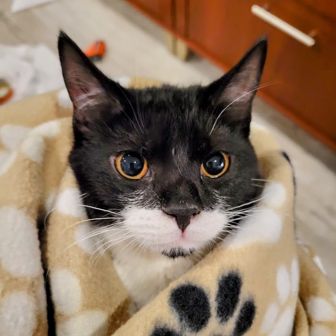 Un gatto avvolto in una copertina si gusta le coccole sulle mie gambe